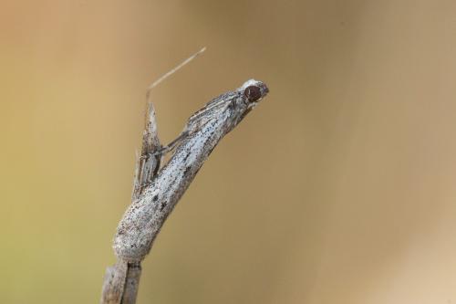 Réf. 242 975 : Phycitinae inconnu